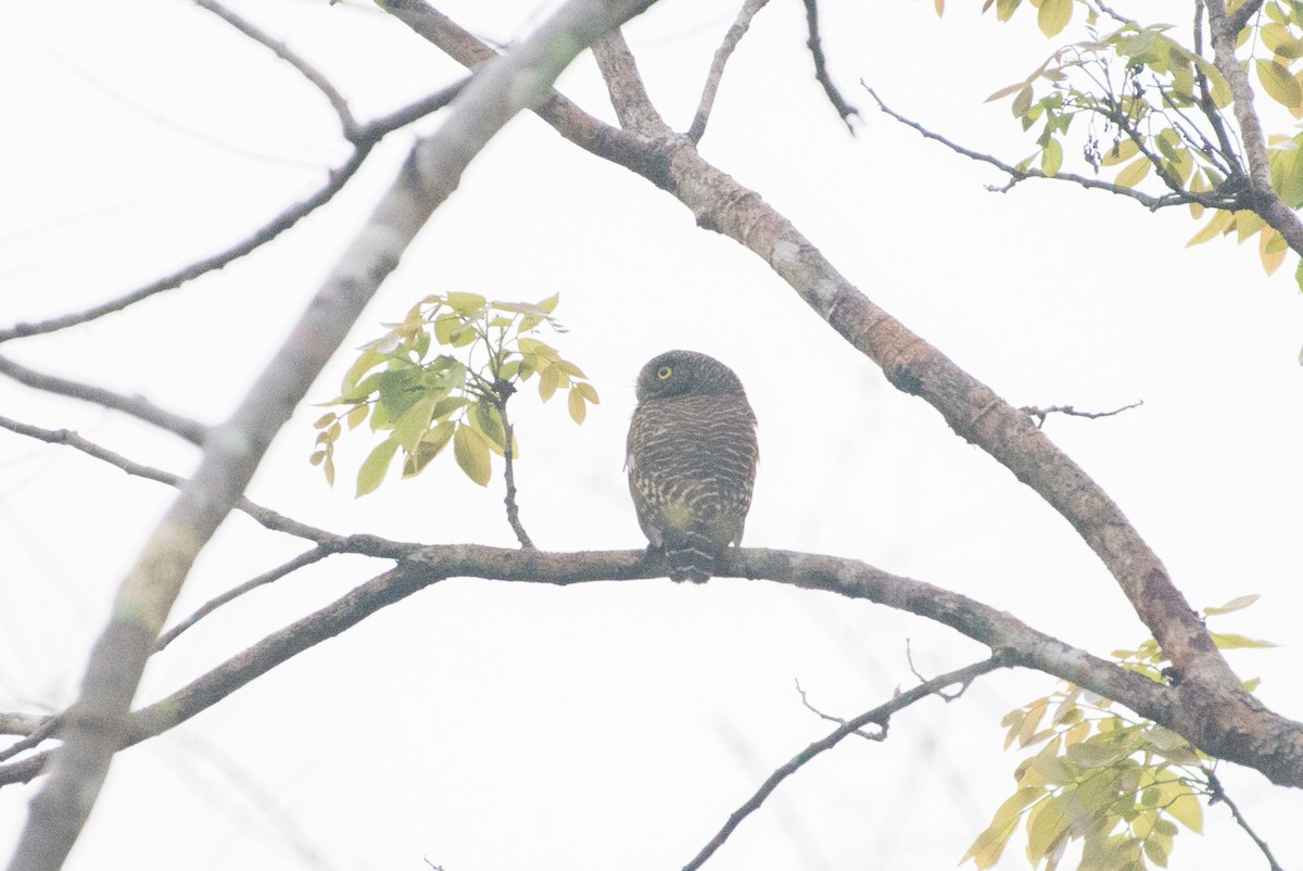 Asian Barred Owlet - John C. Mittermeier