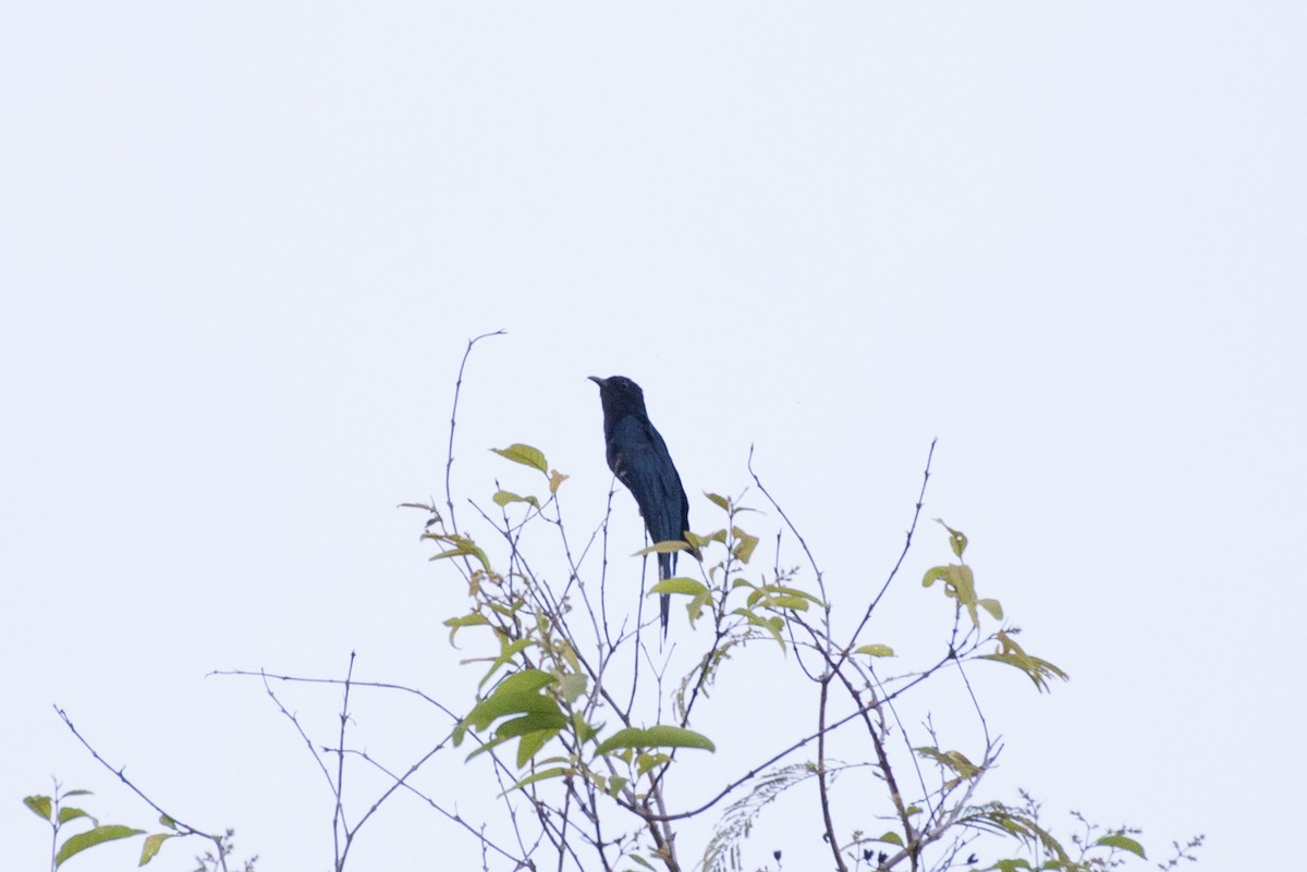 Square-tailed Drongo-Cuckoo - ML101619421