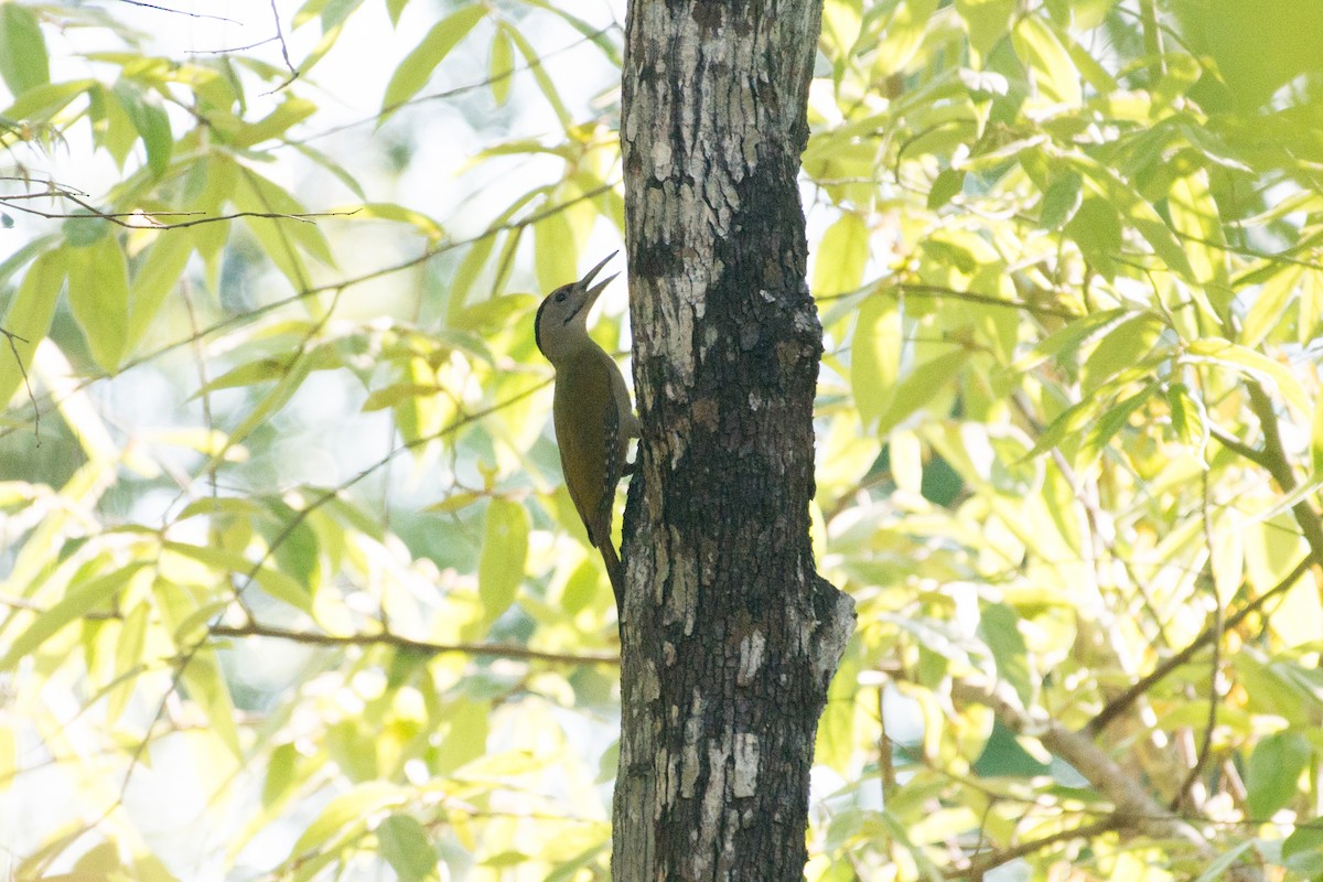 Gray-headed Woodpecker - John C. Mittermeier