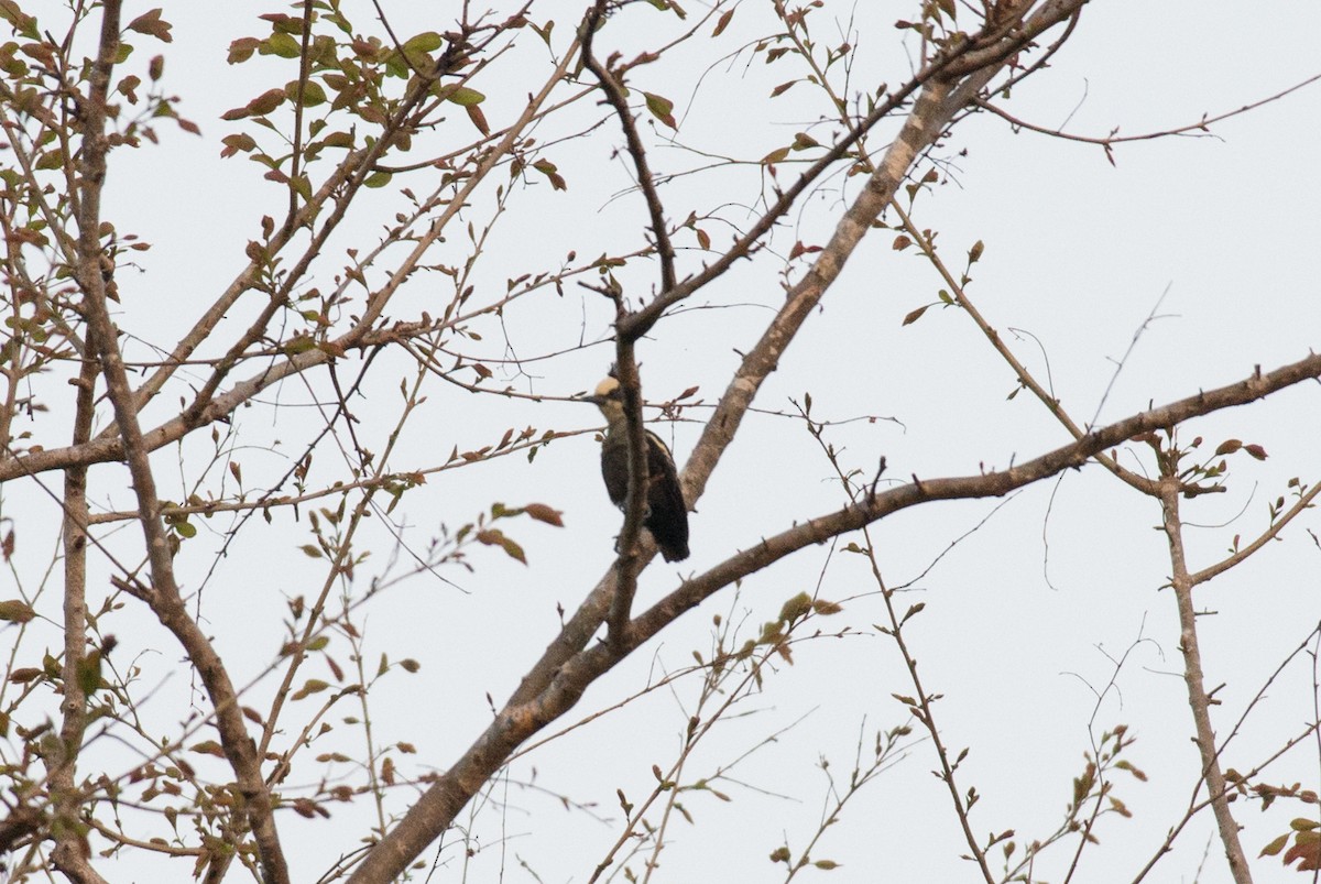 Heart-spotted Woodpecker - John C. Mittermeier