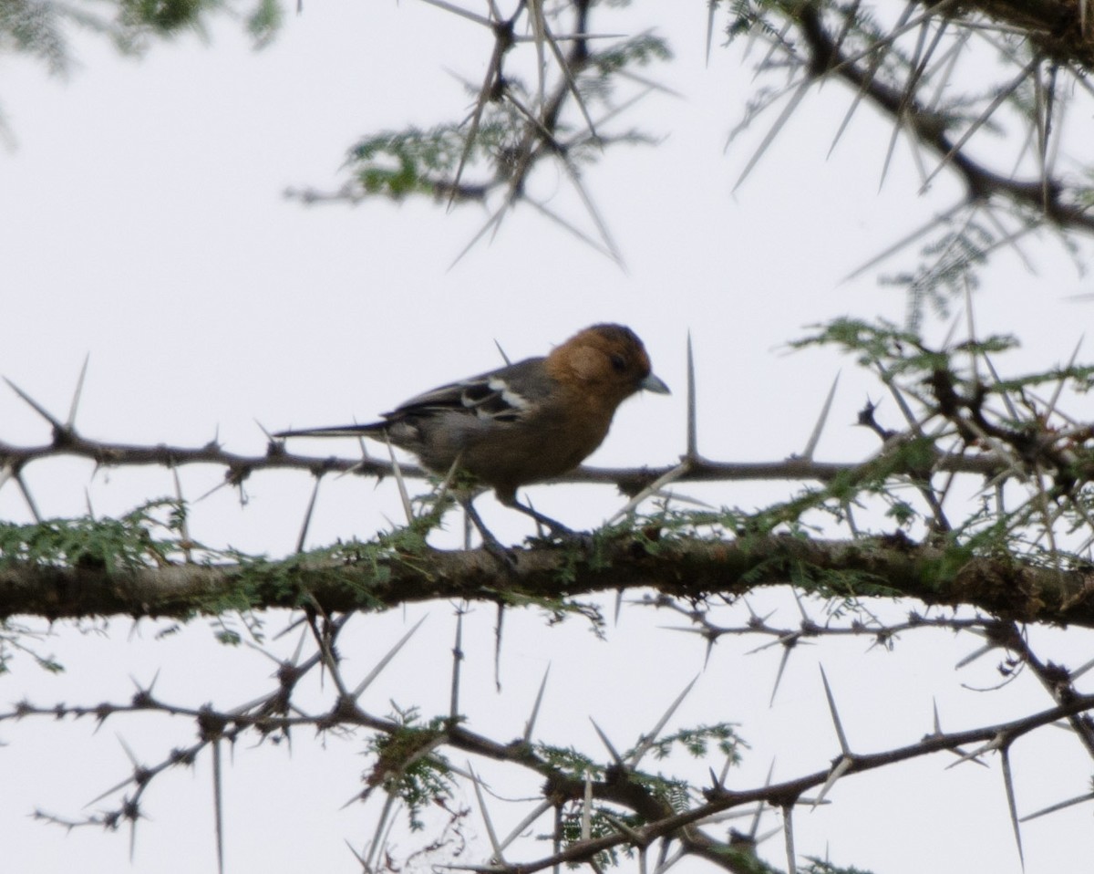 Red-throated Tit - ML101625801
