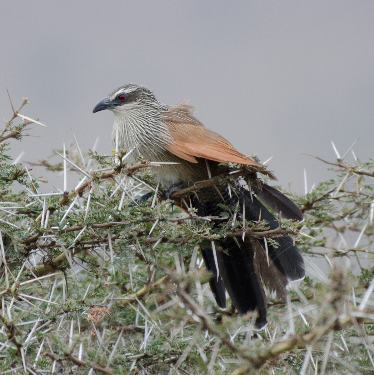 White-browed Coucal - ML101625821