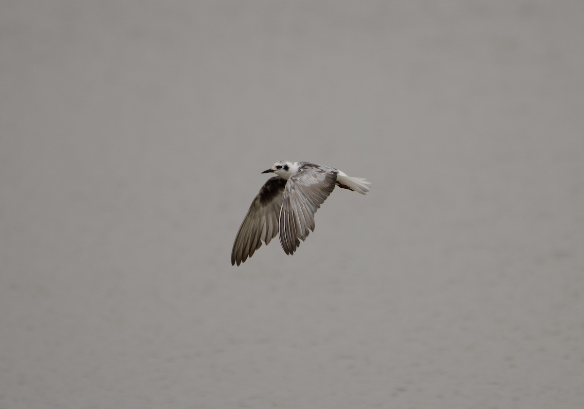 White-winged Tern - Simon Carter