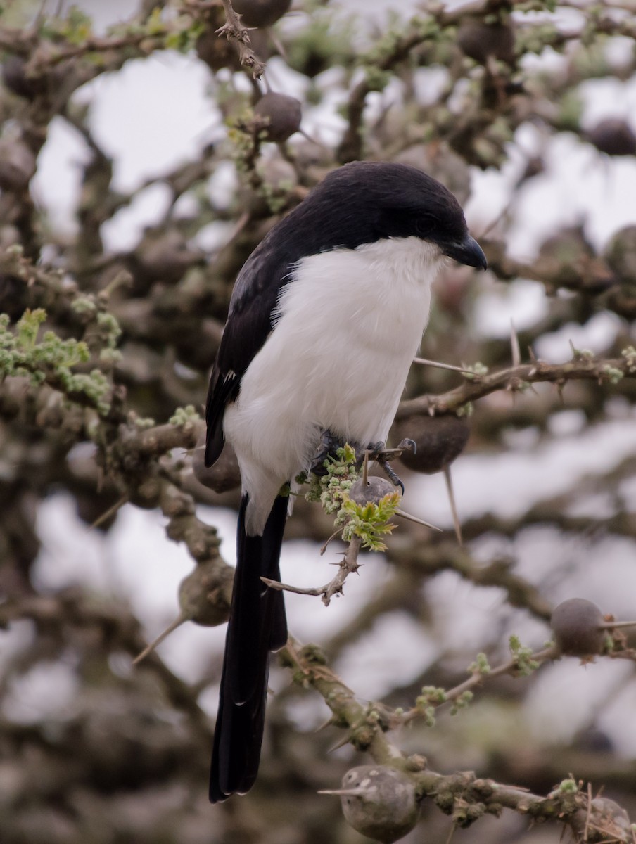 Long-tailed Fiscal - ML101626571