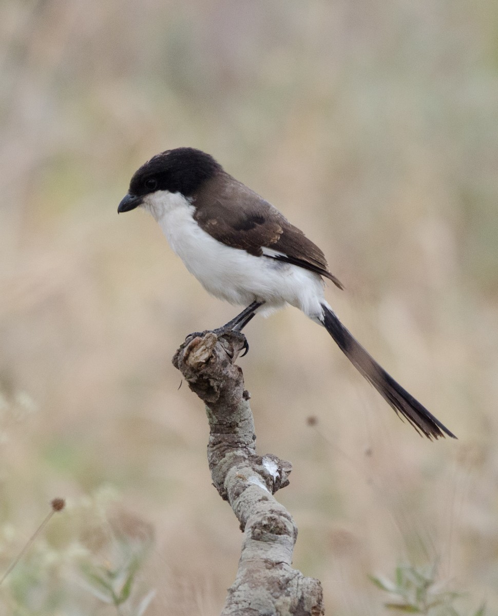 Long-tailed Fiscal - ML101626581
