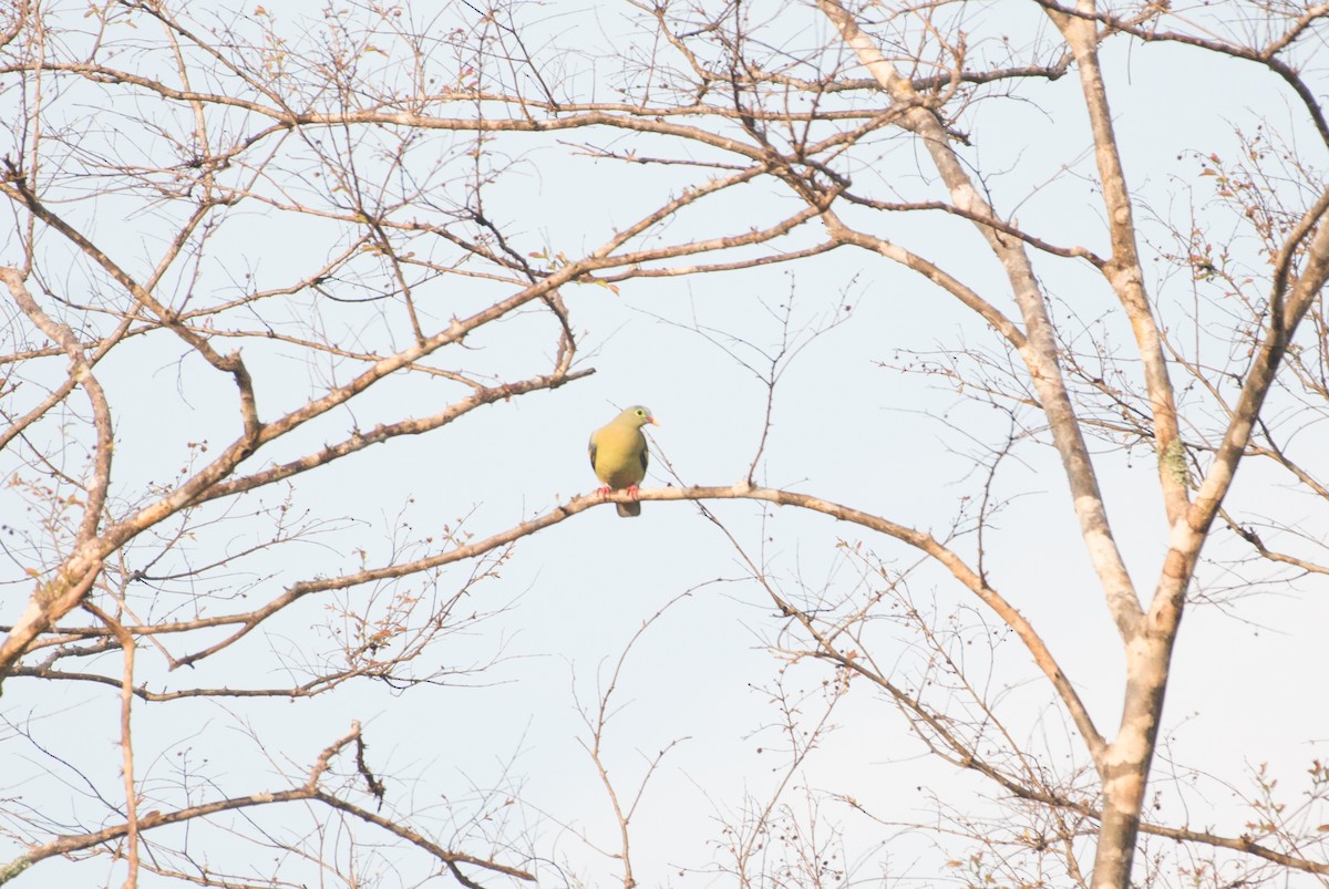 Thick-billed Green-Pigeon - ML101626811