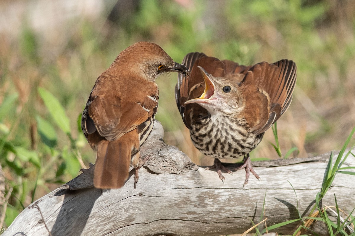 Brown Thrasher - Mary Catherine Miguez