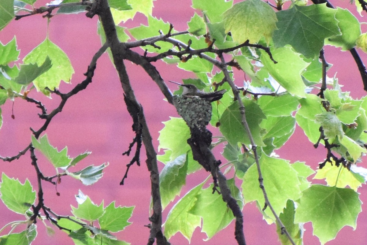 Ruby-throated Hummingbird - ML101630591