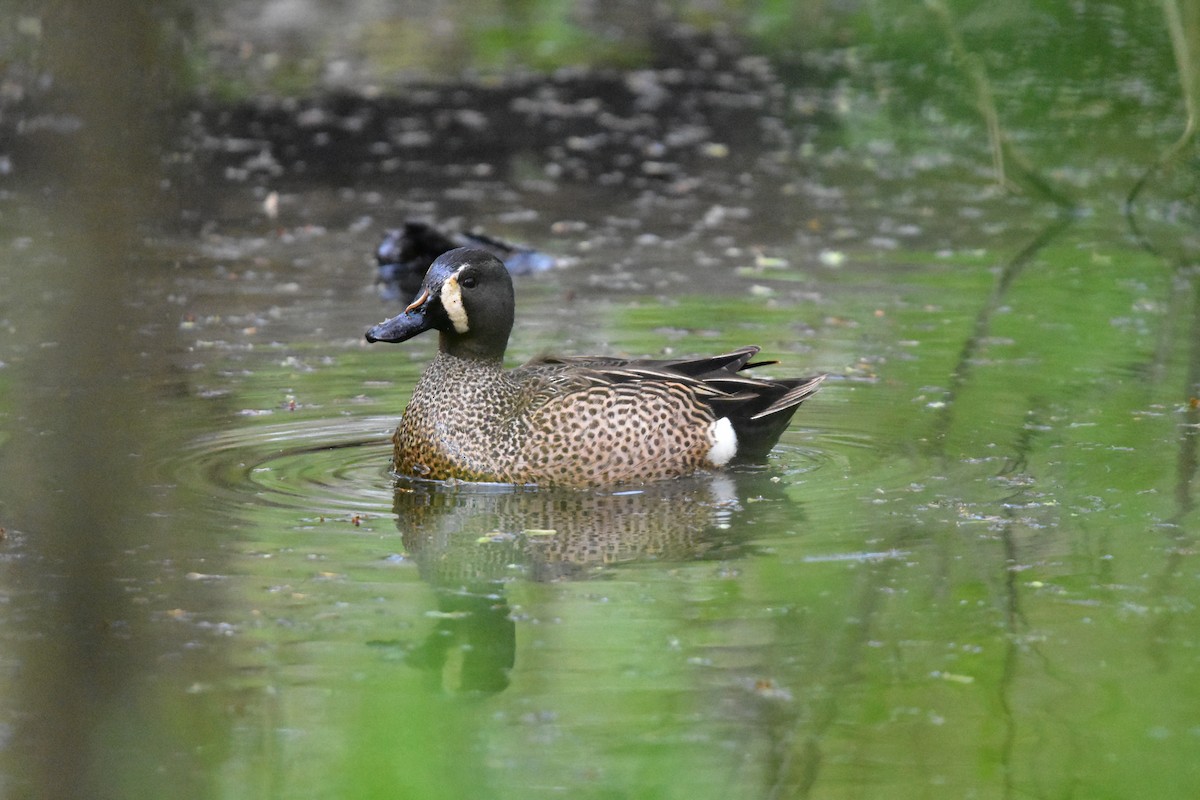 Blue-winged Teal - ML101633081