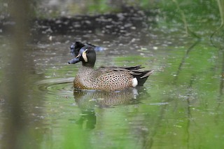Blue-winged Teal, ML101633081