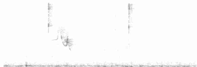 Трав’янець гострохвостий - ML101638141