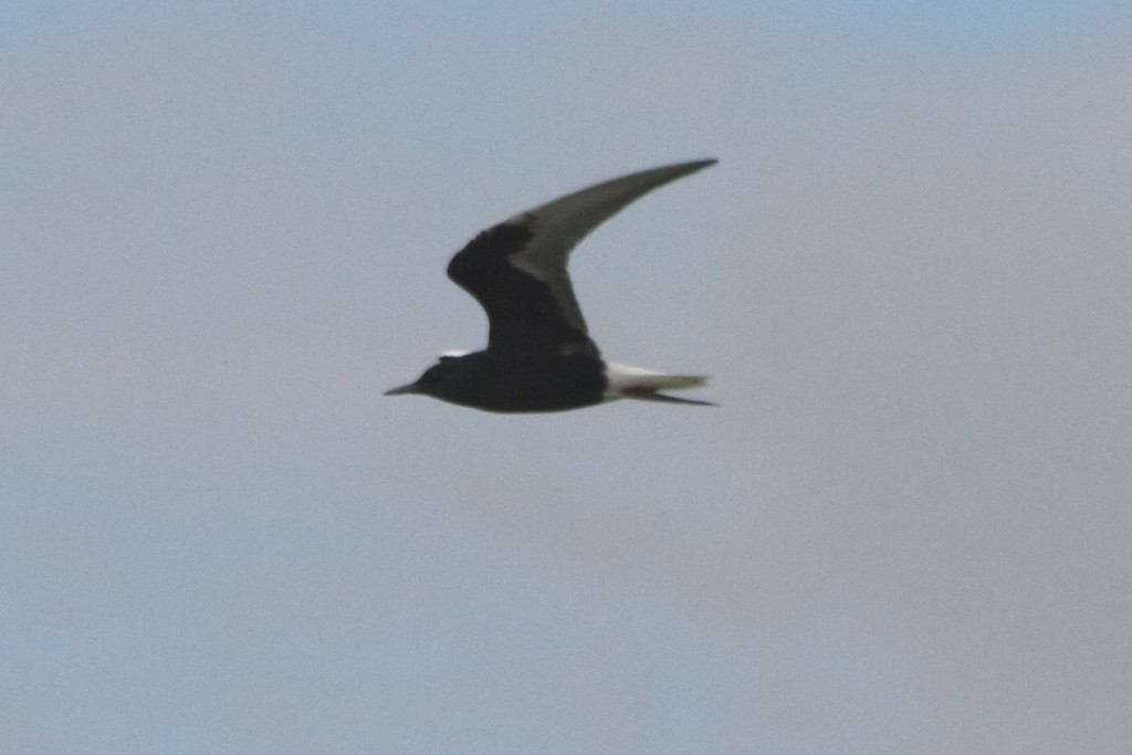 White-winged Tern - Alfredo Rocchi