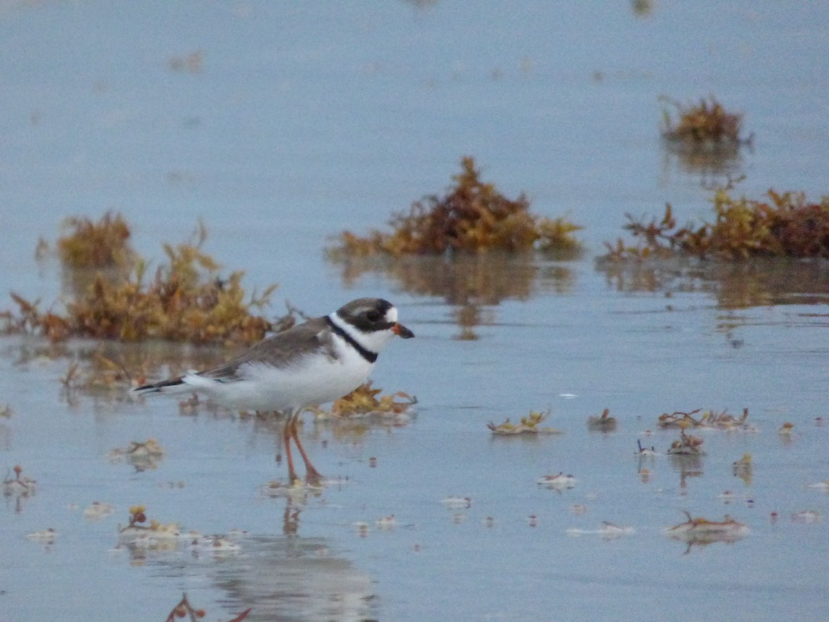 Semipalmated Plover - S. Weber