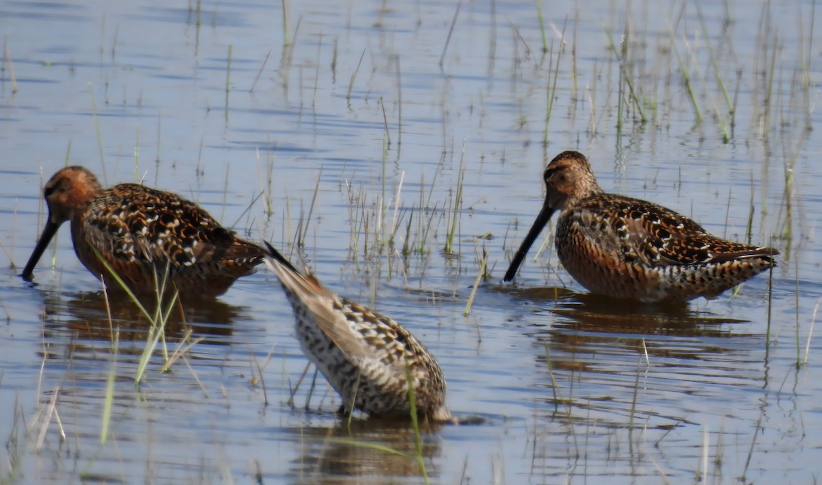 Long-billed Dowitcher - ML101643861