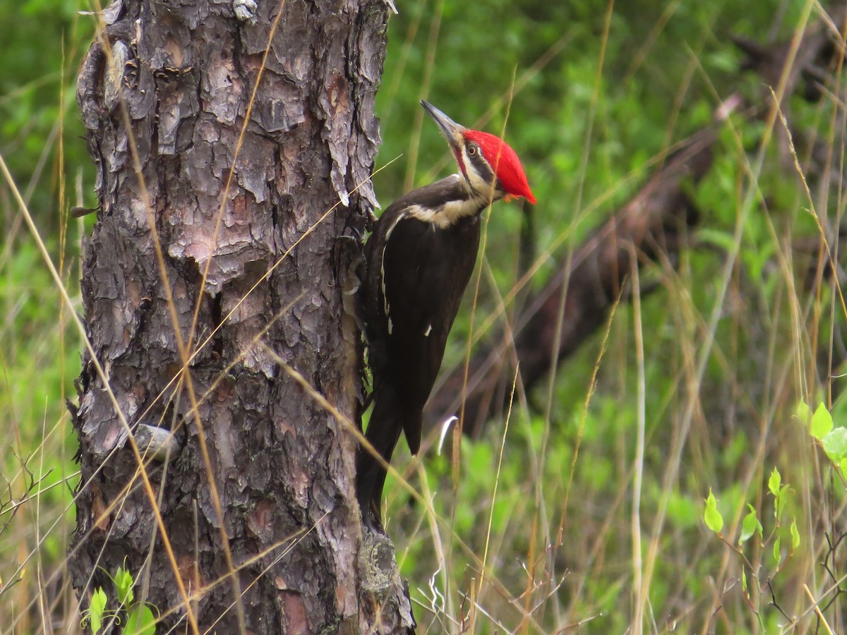 Pileated Woodpecker - Tim Carney