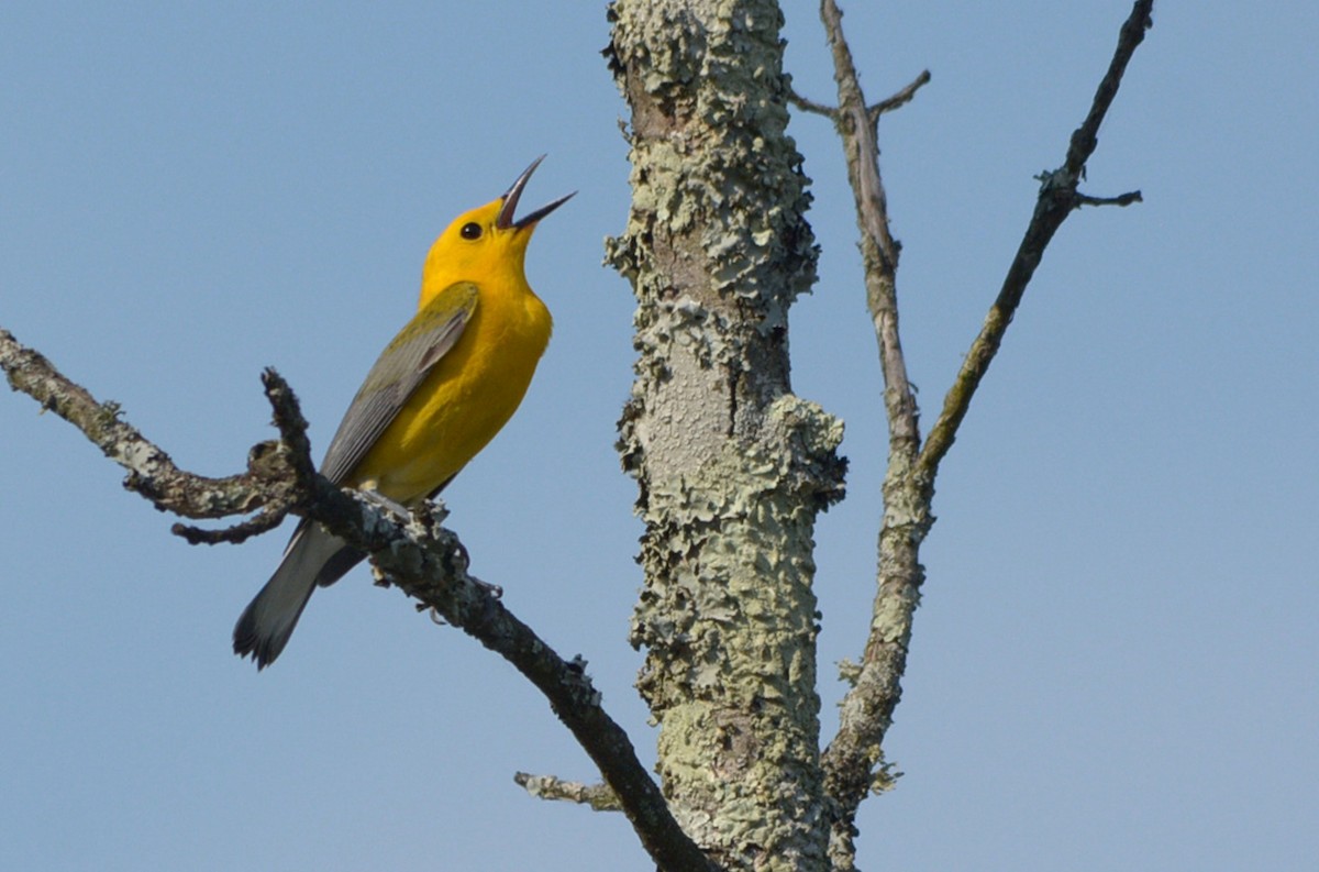 Prothonotary Warbler - ML101647861