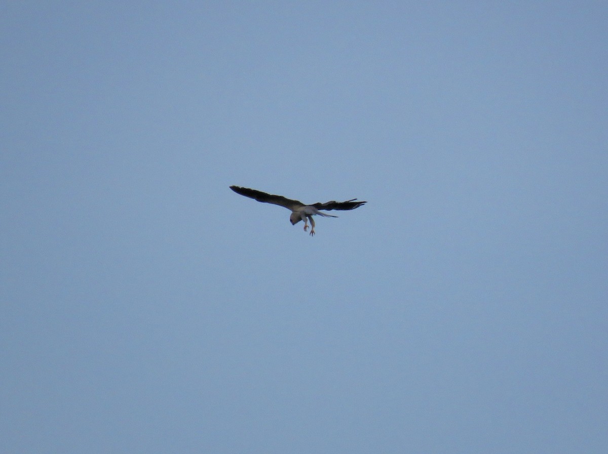 White-tailed Kite - Jamal Andrewin