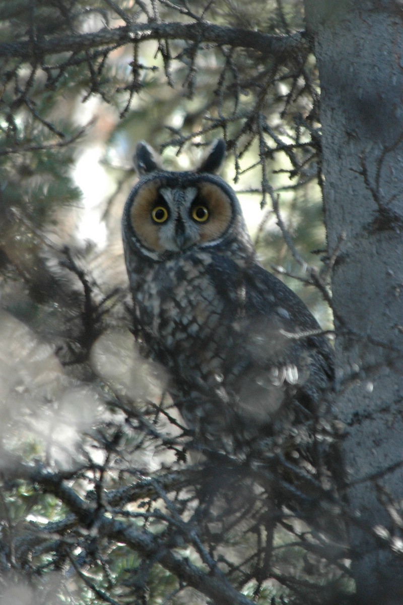 Long-eared Owl - ML101653741