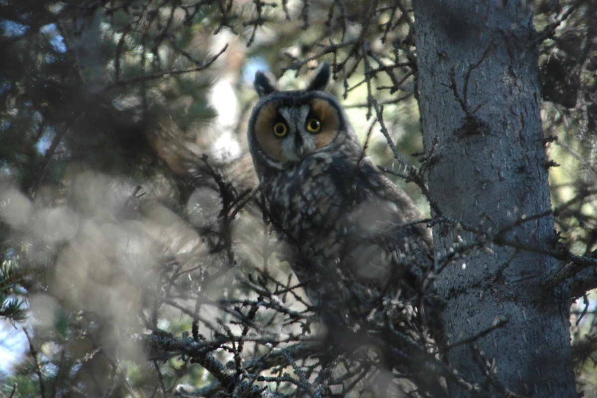 Long-eared Owl - Cameron Eckert