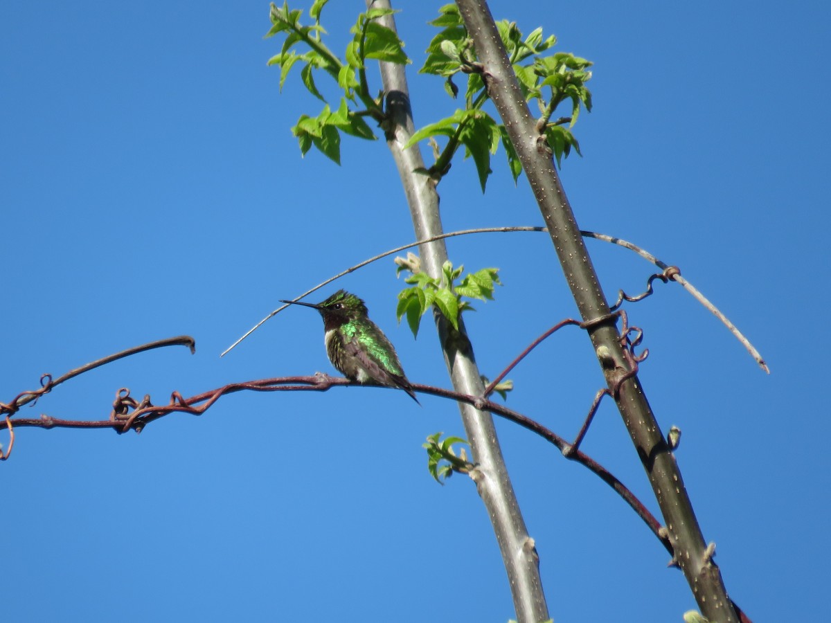 Ruby-throated Hummingbird - Kathleen Coyle