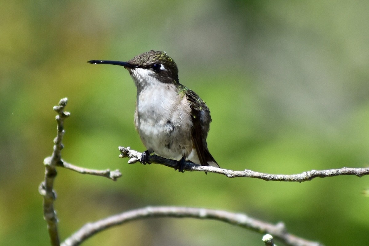Ruby-throated Hummingbird - Steven Weiss