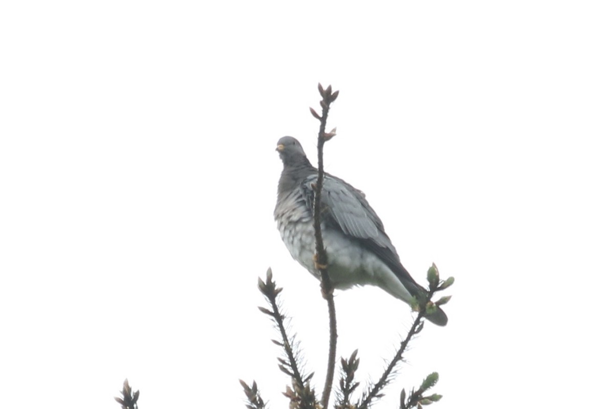 Полосатохвостый голубь - ML101662551