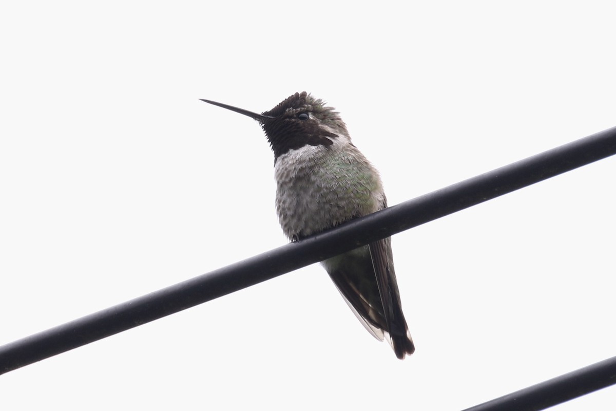 Anna's Hummingbird - ML101662671