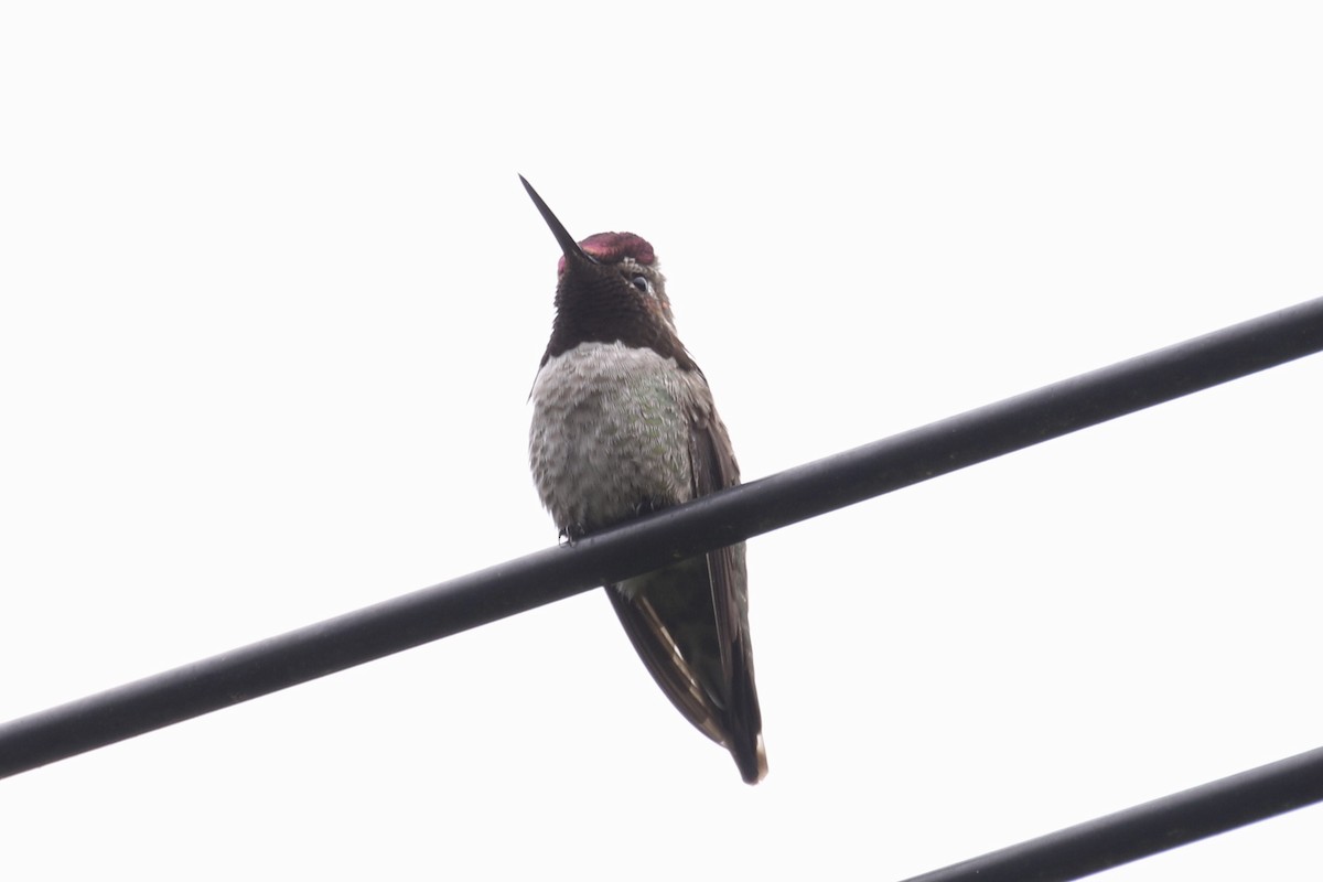 Anna's Hummingbird - ML101662681