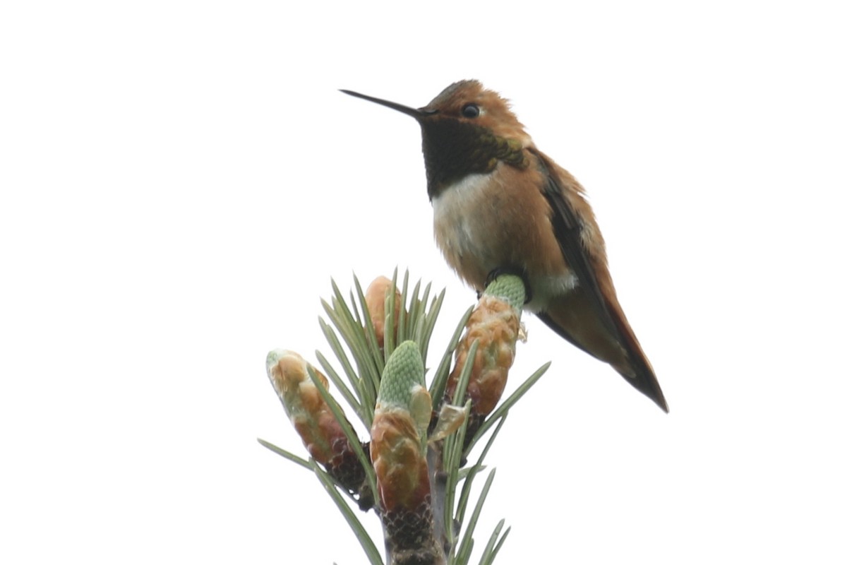 Rufous Hummingbird - ML101662811