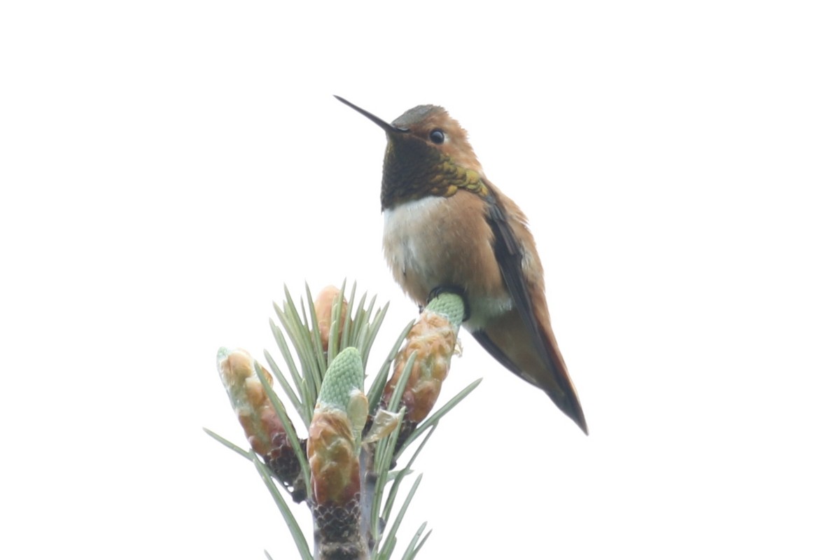 Rufous Hummingbird - ML101662821