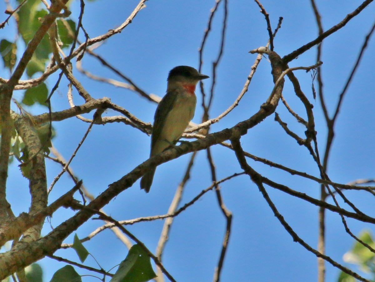 Rose-throated Becard - Christine Jacobs