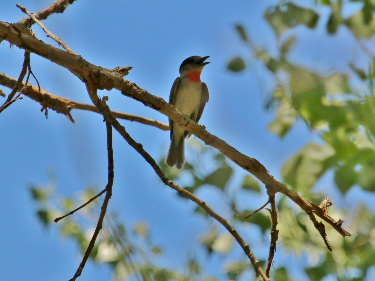 Rose-throated Becard - Christine Jacobs
