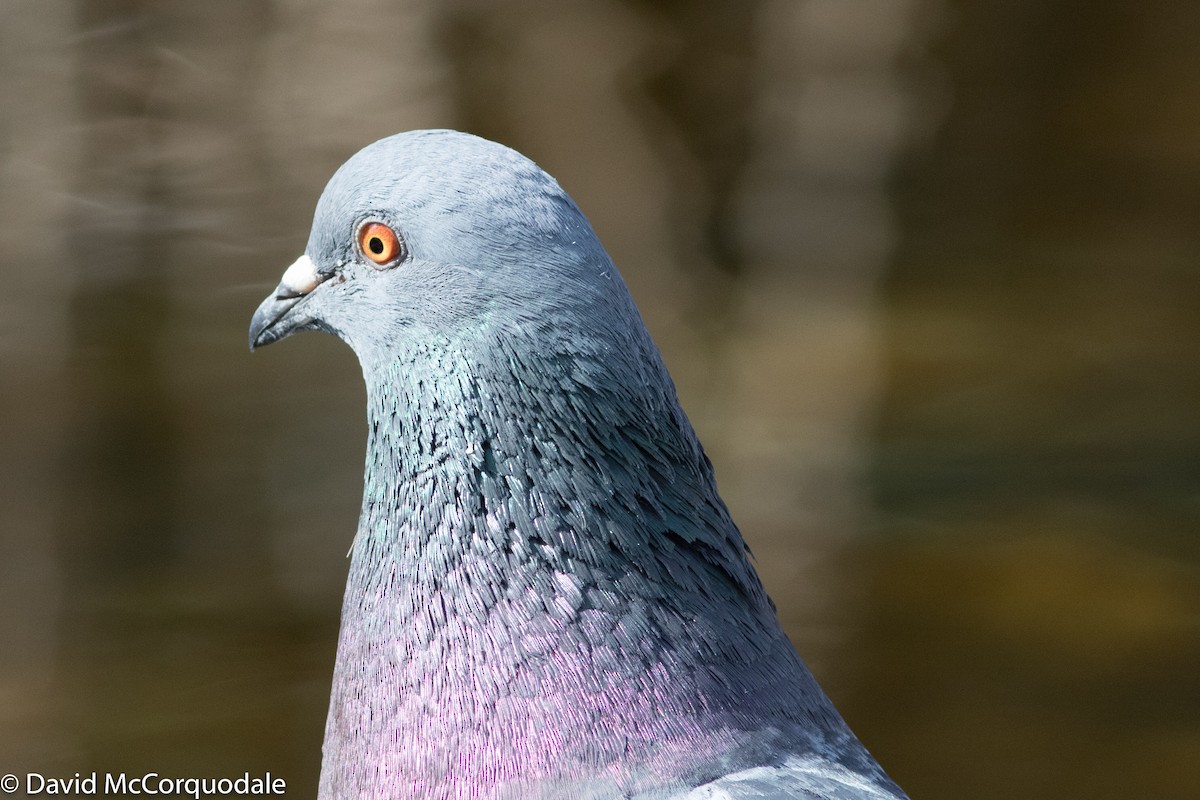 Rock Pigeon (Feral Pigeon) - David McCorquodale