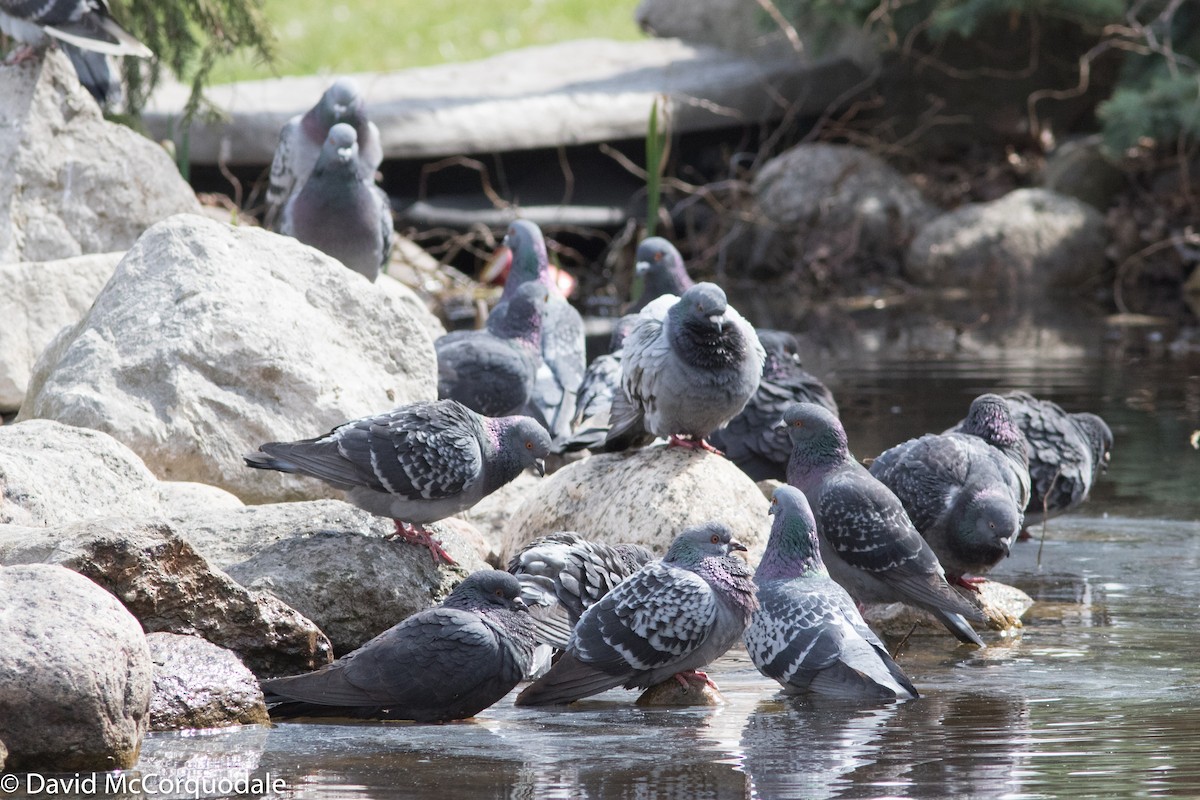 Rock Pigeon (Feral Pigeon) - ML101663941