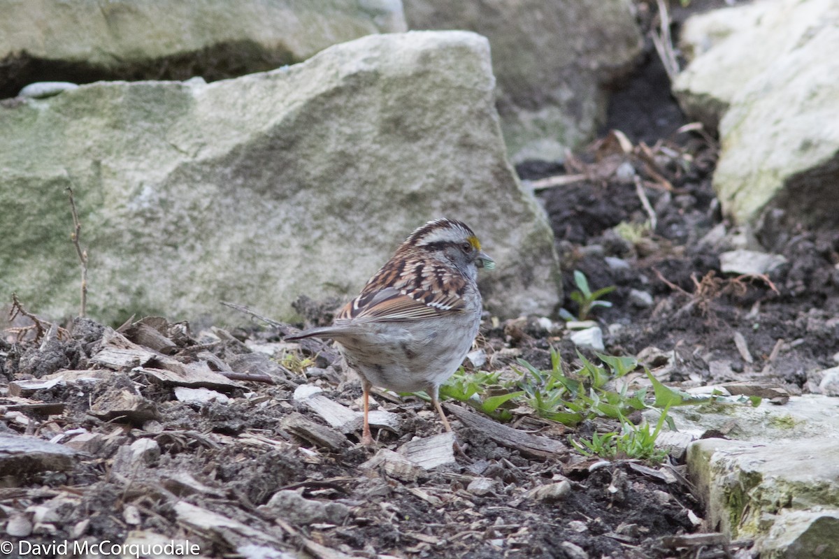 White-throated Sparrow - ML101664261