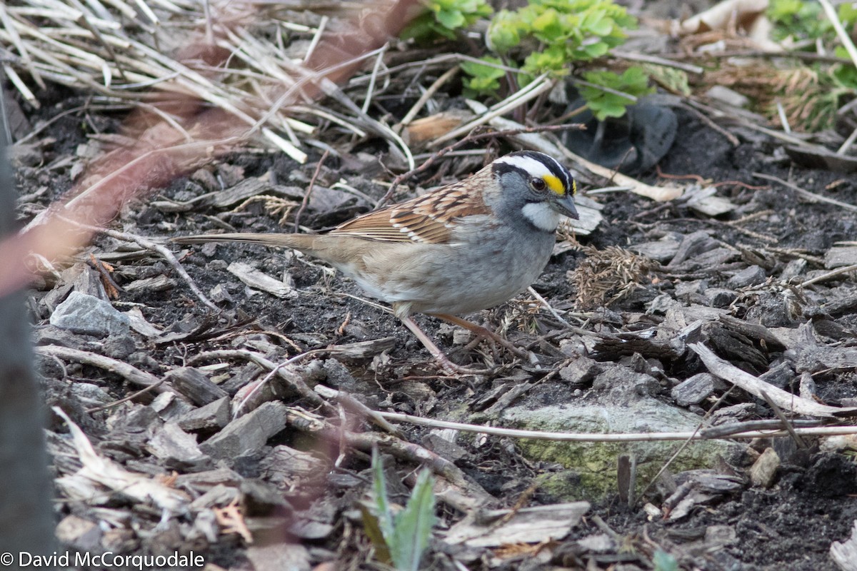 White-throated Sparrow - David McCorquodale