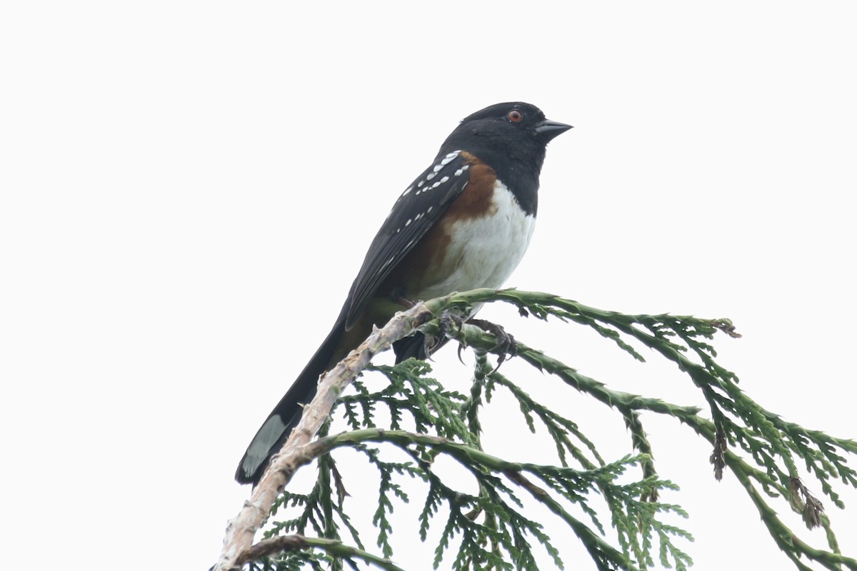 Spotted Towhee - ML101664601