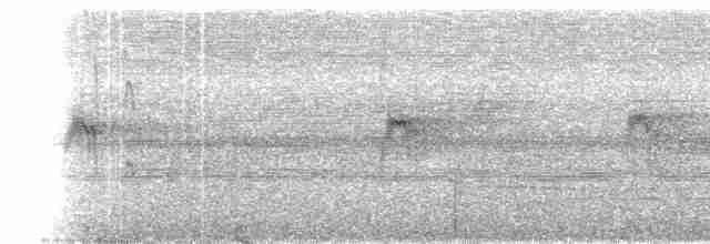 Гвианский иглохвост [группа sclateri] - ML101665