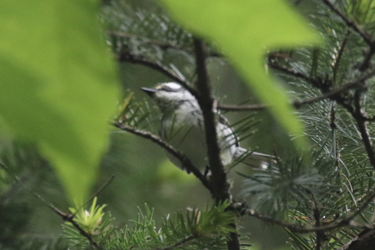 Black-throated Gray Warbler - ML101665051
