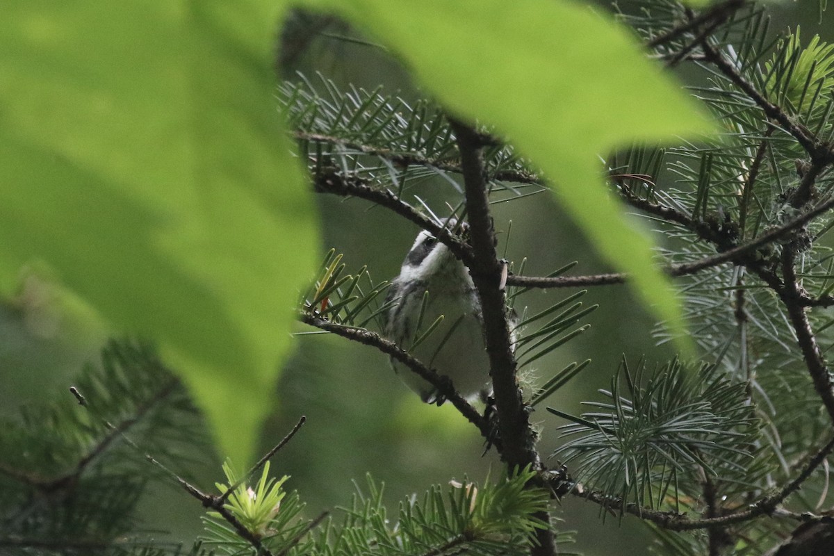 Black-throated Gray Warbler - ML101665071
