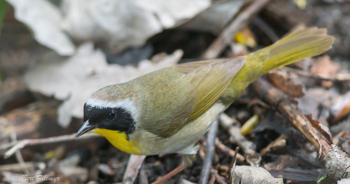 Common Yellowthroat - Bert Filemyr