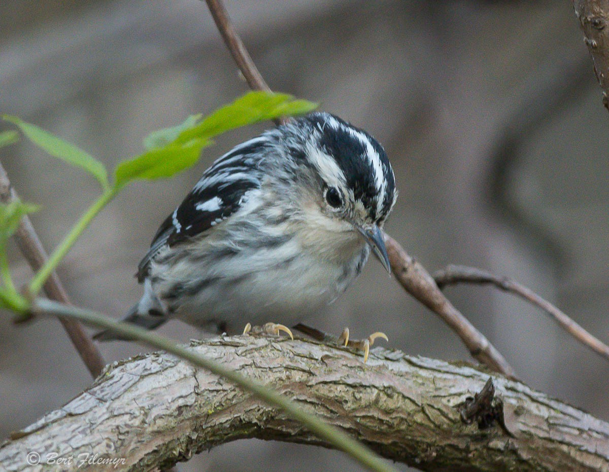 Black-and-white Warbler - ML101667871