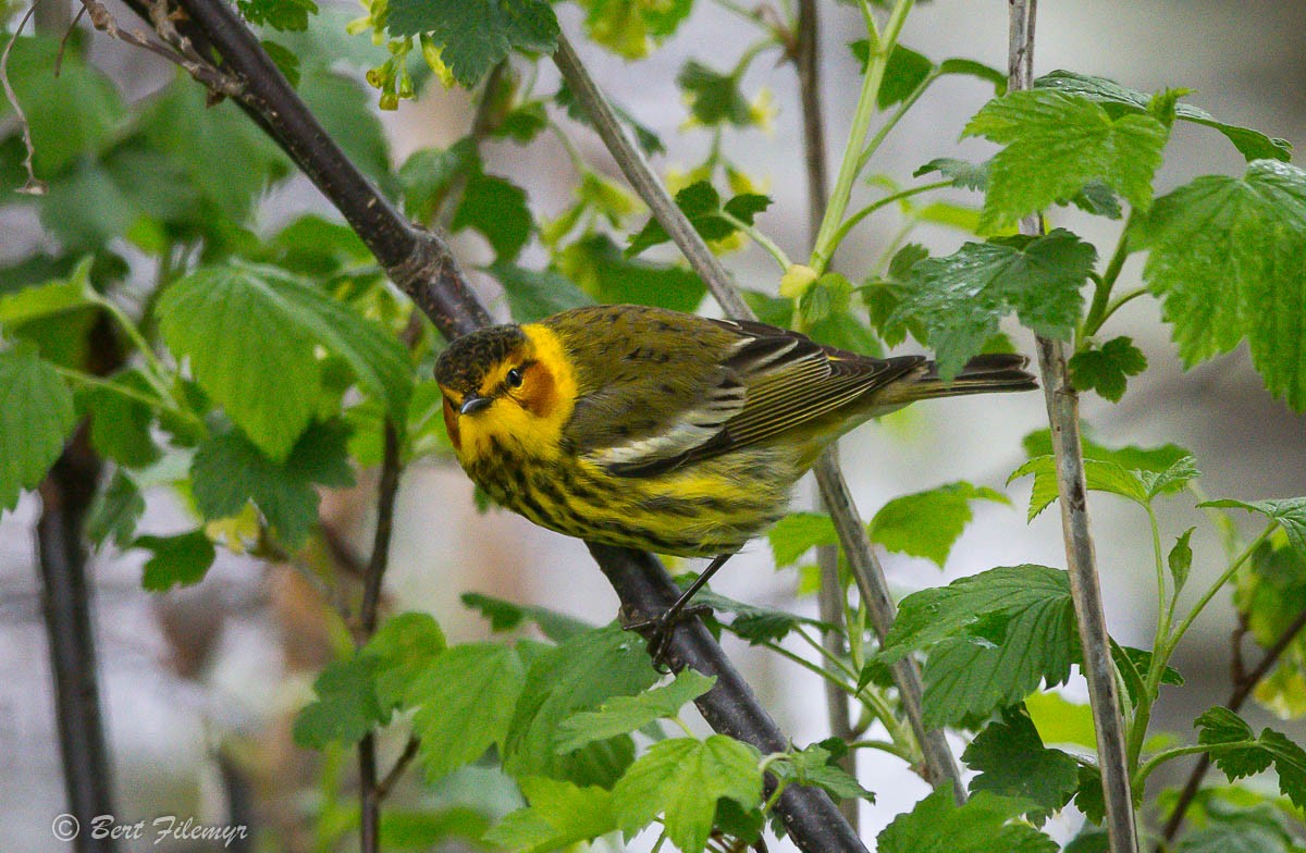 Cape May Warbler - ML101667901