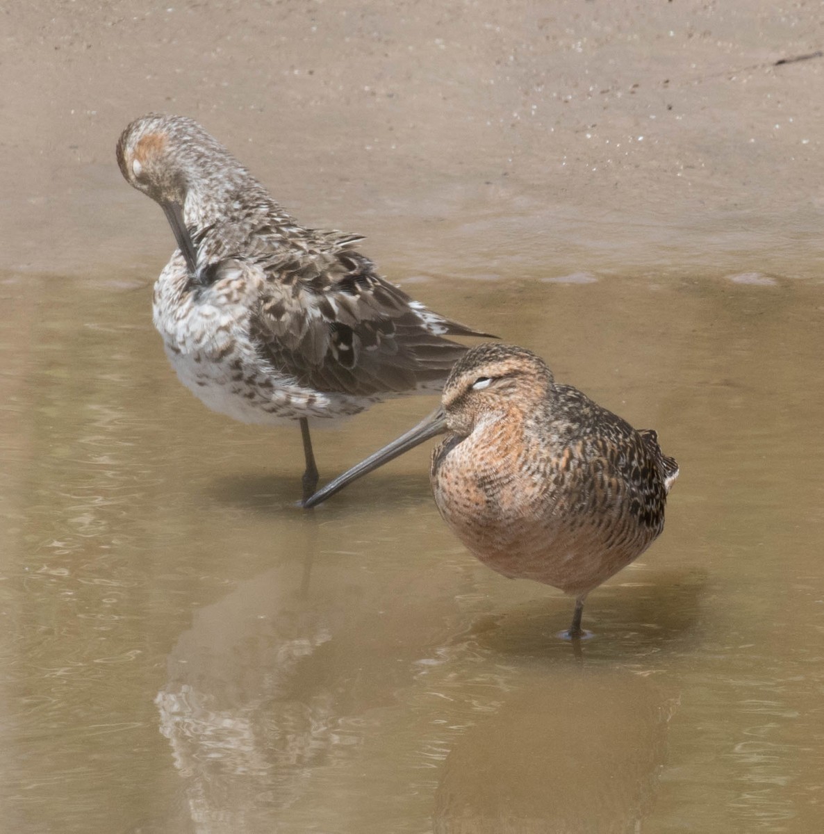 Long-billed Dowitcher - Mary & Lou Truex