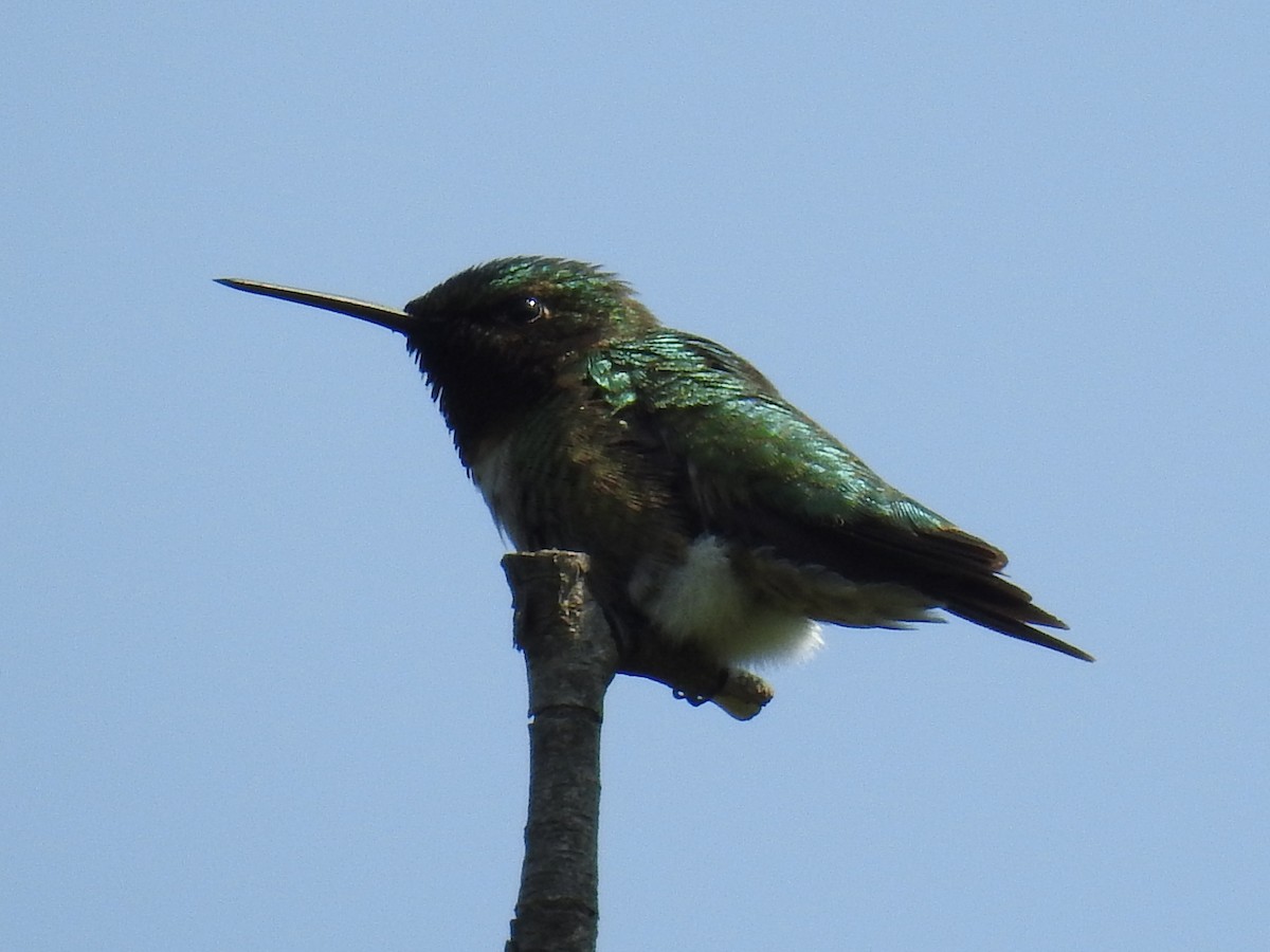 Ruby-throated Hummingbird - ML101670231