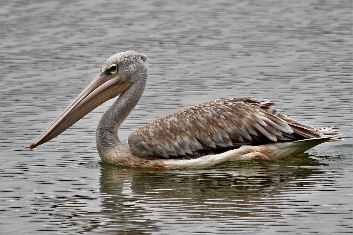 Pink-backed Pelican - ML101670281