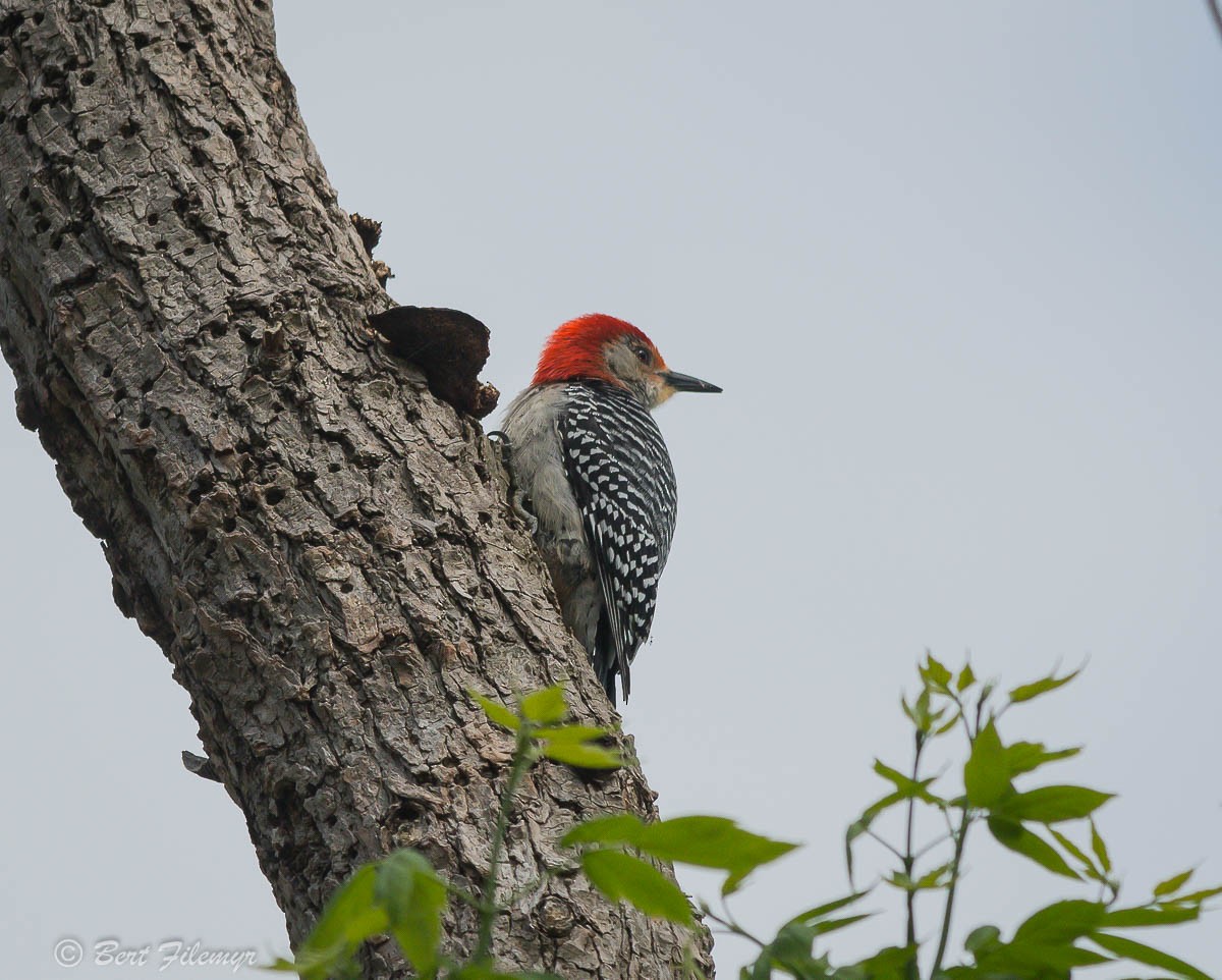 Red-bellied Woodpecker - Bert Filemyr
