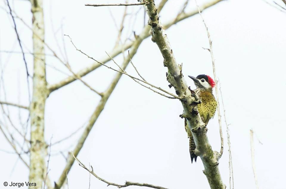 Spot-breasted Woodpecker - Jesenia Castillo