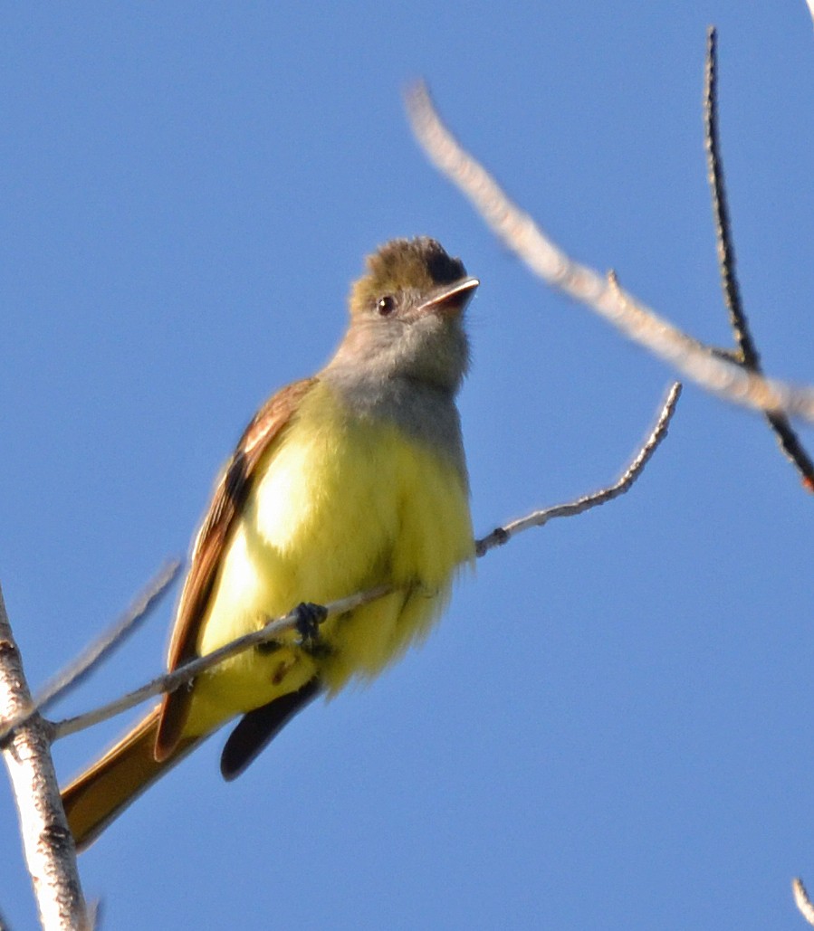 Great Crested Flycatcher - ML101677881