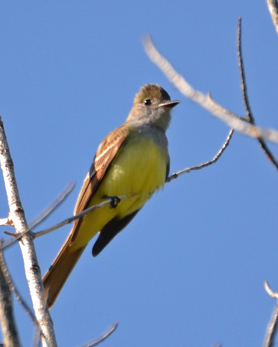 Great Crested Flycatcher - ML101677891